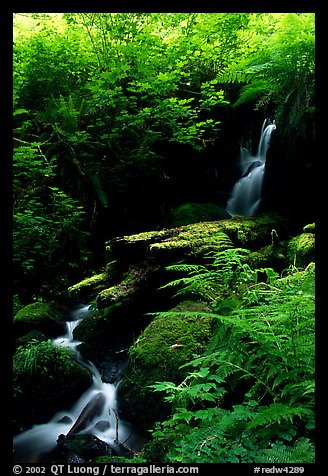 Waterfall, Prairie Creek Redwoods State Park. Redwood National Park, California, USA.