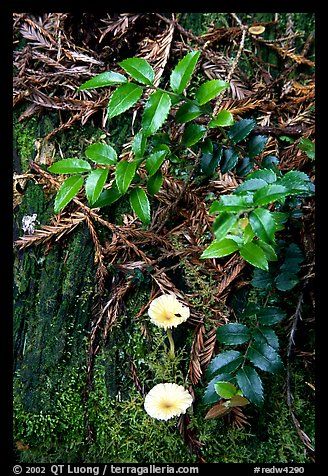 Forest floor detail, Prairie Creek. Redwood National Park, California, USA.