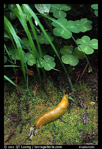 Banana Slug, Prairie Creek Redwoods State Park. Redwood National Park, California, USA.