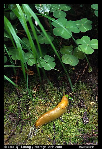 Banana Slug, Prairie Creek. Redwood National Park, California, USA.