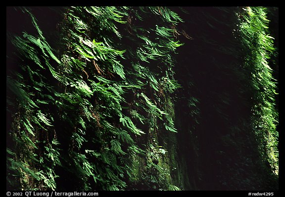 Vertical wall entirely covered with ferns, Fern Canyon, Prairie Creek Redwoods State Park. Redwood National Park, California, USA.