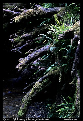 Roots of fallen tree, Prairie Creek Redwoods State Park. Redwood National Park, California, USA.