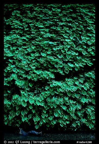 Ferns covering steep wall, Fern Canyon, Prairie Creek Redwoods State Park. Redwood National Park, California, USA.