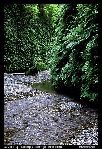 Stream and walls covered with ferns, Fern Canyon, Prairie Creek Redwoods State Park. Redwood National Park, California, USA.