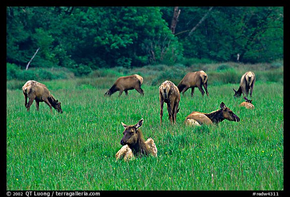Herd of Roosevelt Elk in meadow, Prairie Creek Redwoods State Park. Redwood National Park, California, USA.