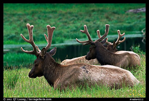 Bull Roosevelt Elks, Prairie Creek. Redwood National Park, California, USA.