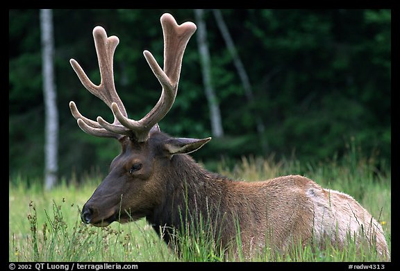 Bull Roosevelt Elk, Prairie Creek Redwoods. Redwood National Park (color)