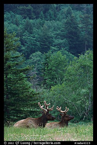 Bull Roosevelt Elks in meadow, Prairie Creek Redwoods State Park. Redwood National Park, California, USA.