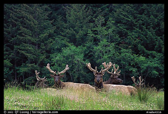 Herd of Bull Roosevelt Elks, Prairie Creek Redwoods State Park. Redwood National Park, California, USA.