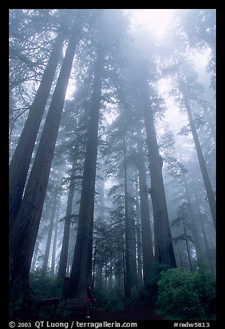 Visitor dwarfed by Giant Redwood trees. Redwood National Park, California, USA.