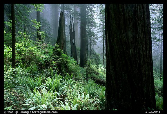 Ferns and redwoods in mist, Del Norte. Redwood National Park, California, USA.