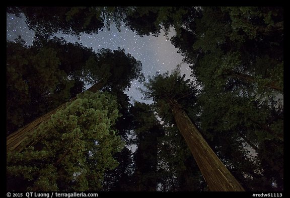 Redwood grove and stary sky at night, Jedediah Smith Redwoods State Park. Redwood National Park, California, USA.