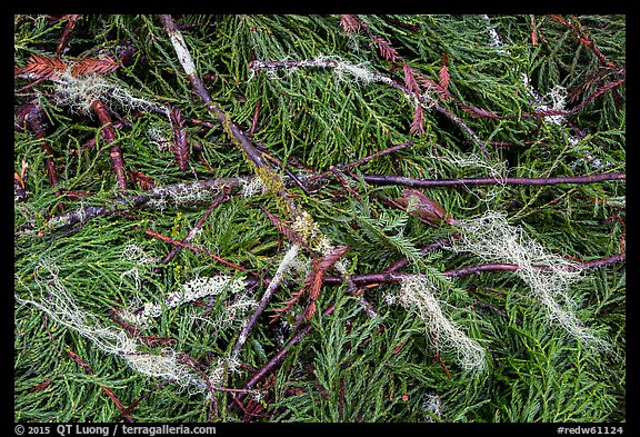 Ground close-up with fallen redwood branches and needles, Jedediah Smith Redwoods State Park. Redwood National Park, California, USA.