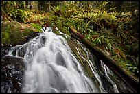 Upper cascades of Fern Falls and fallen tree, Jedediah Smith Redwoods State Park. Redwood National Park, California, USA.