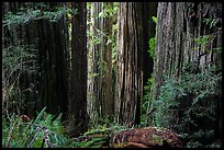 Light on trunks of giant redwood trees, Jedediah Smith Redwoods State Park. Redwood National Park ( color)