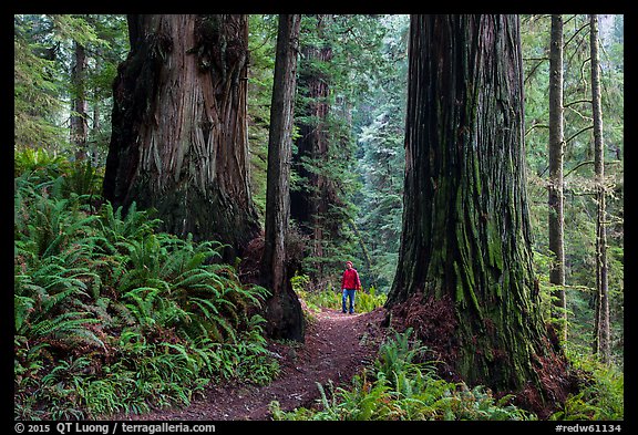 Hiker between giant redwoods, Boy Scout Tree trail, Jedediah Smith Redwoods State Park. Redwood National Park, California, USA.