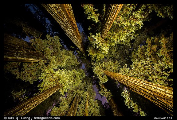 Looking up redwoods lighted at night, Jedediah Smith Redwoods State Park. Redwood National Park, California, USA.