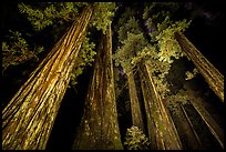 Towering redwoods at night, Jedediah Smith Redwoods State Park. Redwood National Park, California, USA.