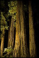 Redwood tree trunks lighted at night, Jedediah Smith Redwoods State Park. Redwood National Park, California, USA.