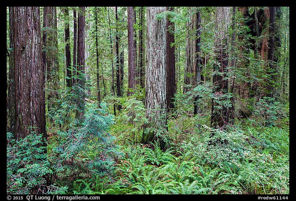 Stout Grove, Jedediah Smith Redwoods State Park. Redwood National Park (color)