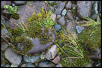 Ground close-up of pebbles and moss on shore of Smith River, Jedediah Smith Redwoods State Park. Redwood National Park, California, USA.