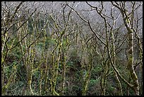 Moss-covered alder trees. Redwood National Park ( color)