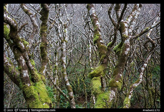 Mossy alder trees. Redwood National Park (color)