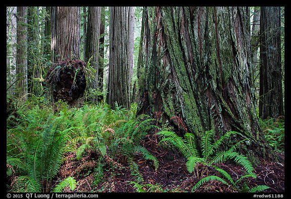 Ferns and giant redwoods, Simpson-Reed Grove, Jedediah Smith Redwoods State Park. Redwood National Park (color)
