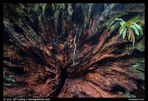 Roots of fallen redwood tree and fern, Simpson-Reed Grove, Jedediah Smith Redwoods State Park. Redwood National Park (color)