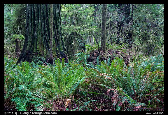 Jungle-like redwood forest, Simpson-Reed Grove, Jedediah Smith Redwoods State Park. Redwood National Park (color)