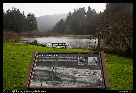 Pond and interpretive sign. Redwood National Park (color)