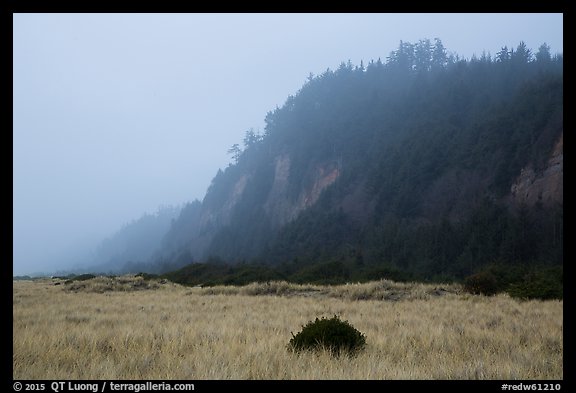 Gold Bluffs in the fog, Prairie Creek Redwoods State Park. Redwood National Park, California, USA.