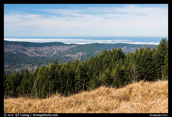 Grasses, trees, and distant Ocean from Dolason Prairie. Redwood National Park, California, USA.