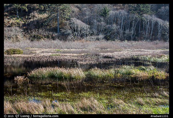 Grasses and pond. Redwood National Park (color)