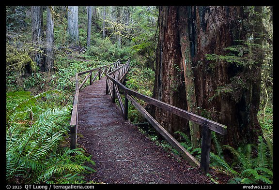 Bridge, James Irwing Trail, Prairie Creek Redwoods State Park. Redwood National Park, California, USA.