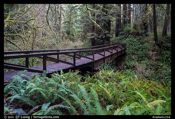 Bridge over Prairie Creek, Prairie Creek Redwoods State Park. Redwood National Park, California, USA.