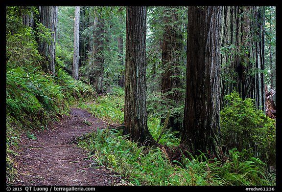 James Irwing Trail, Prairie Creek Redwoods State Park. Redwood National Park (color)