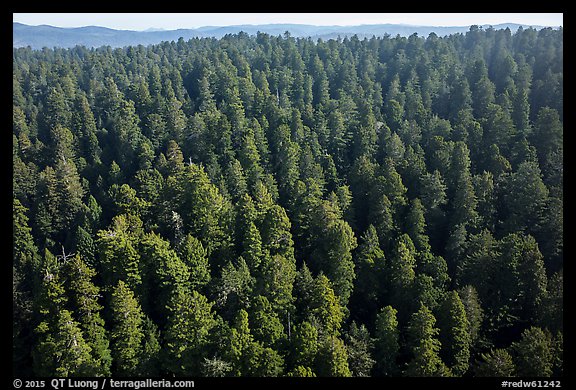 Aerial view of redwood forest. Redwood National Park (color)