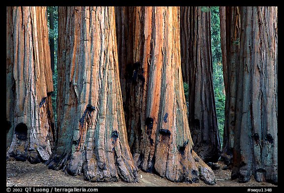 Sequoia truncs. Sequoia National Park