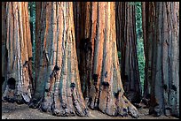 Sequoia truncs. Sequoia National Park, California, USA.