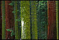 Mosaic of pines, sequoias, and mosses. Sequoia National Park, California, USA.