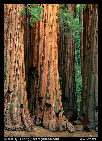 Sequoia (Sequoia giganteum) trunks. Sequoia National Park (color)