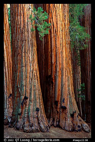 Sequoia trunks. Sequoia National Park (color)