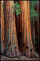 Sequoia trunks. Sequoia National Park, California, USA.