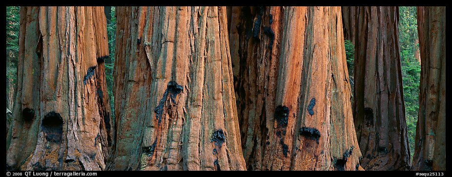 Giant sequoia trunks. Sequoia National Park (color)