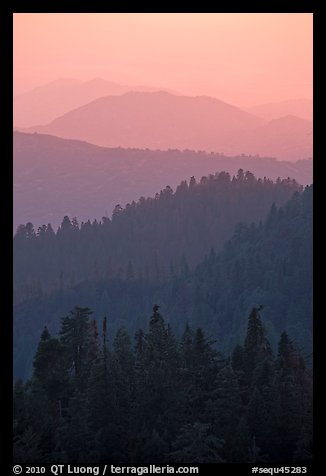 Receding tree-covered mountain ridges at sunset. Sequoia National Park, California, USA.