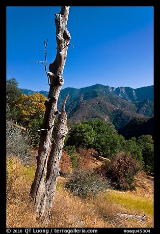 Bird pegged yellow popplar on foothills. Sequoia National Park, California, USA.