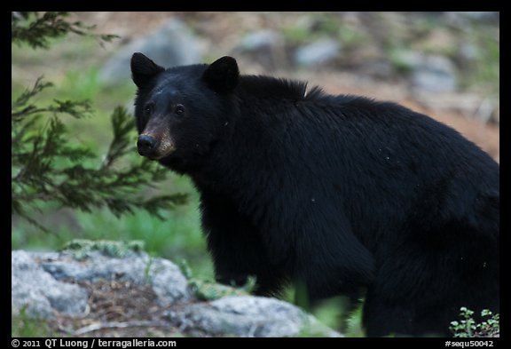Black bear, Lodgepole. Sequoia National Park, California, USA.