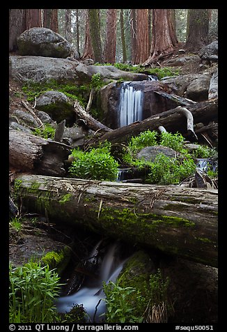 Cascading stream in sequoia forest. Sequoia National Park, California, USA.