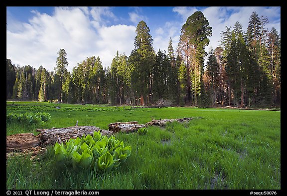 Crescent Meadow, late afternoon. Sequoia National Park (color)